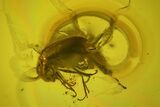 Fossil Beetle, Ant and Spider in Baltic Amber #207505-2